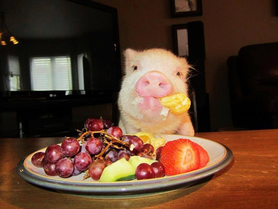 Поросенок кушает. Хрюшка кушает