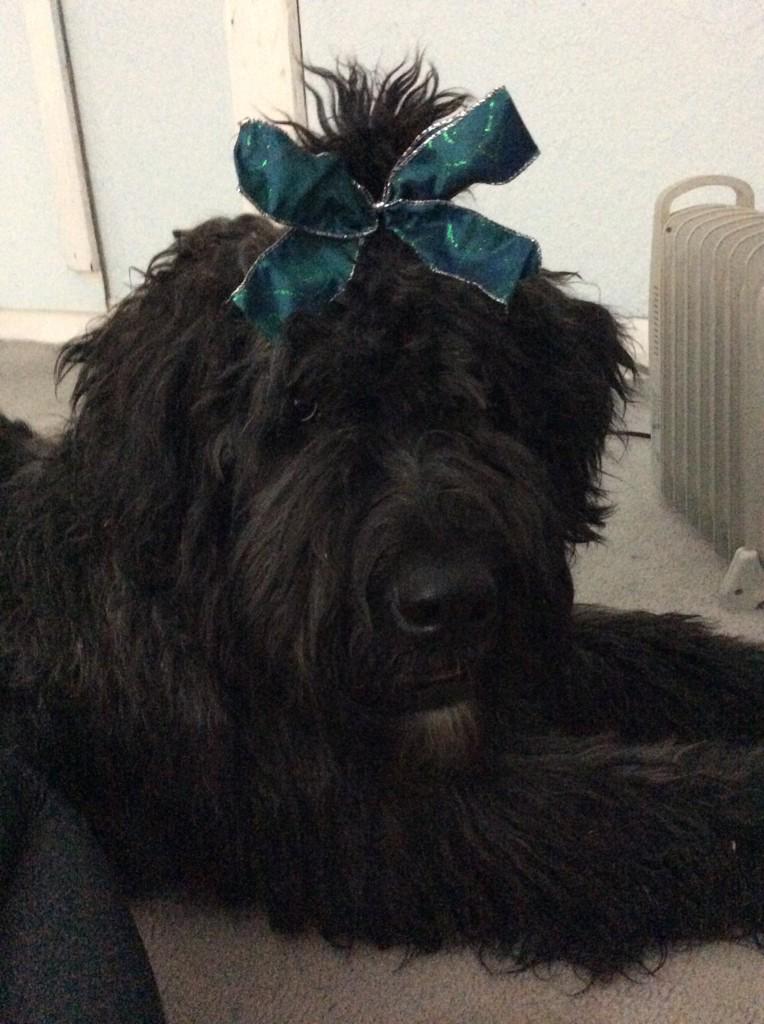 _EMILYKERR's tweet photo. HAPPY FIRST BDAY BUBBY YOURE MY EVERYTHING🐾💛💙💜💚❤️💗💓💕💖💞💘💟 http://t.co/74j8iDaHJv