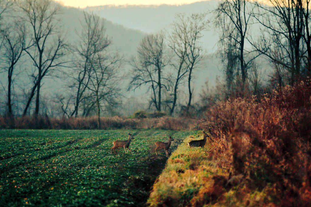 ePosavje.com tweet media