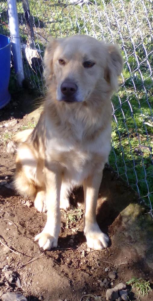 LASAnimal's tweet photo. https://t.co/rpaiqyhBjS #LITO YA TIENE MENOS MIEDO, espera una familia q le haga olvidar el maltrato de sus "dueños" http://t.co/8x2fHGQj3j