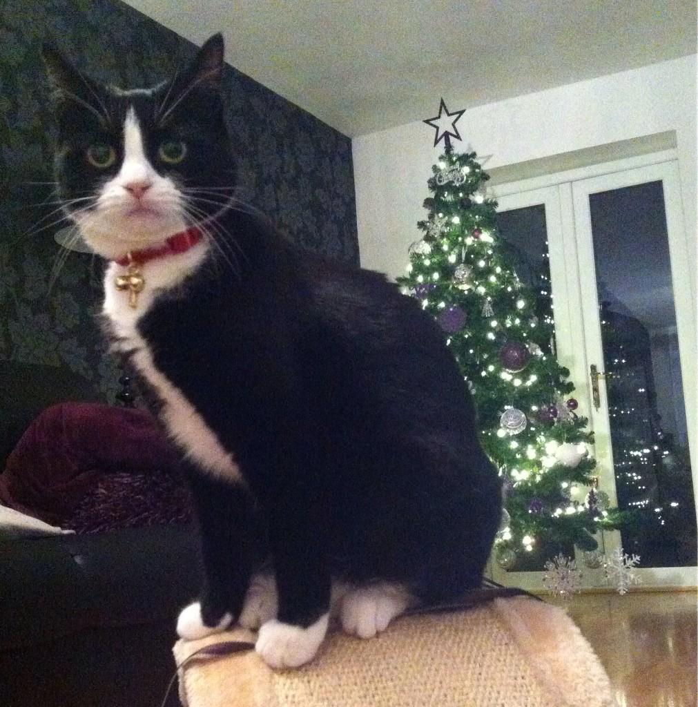 Merry Christmas!! 😽🎄🎅🎄🎁🎉