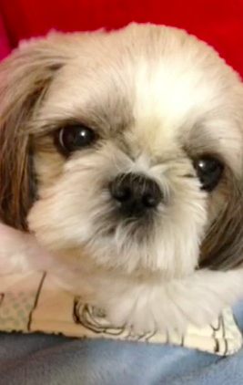 Aiko Official お犬ムービーシアター あんころもちのゆううつ きよしこの夜 T Co Jq1mllqtxb Http T Co Pgovkgrmod Aiko Official お犬ムービーシアター あんころもちのゆううつ きよしこの夜 T Co Jq1mllqtxb Http T Co Pgovkgrmod