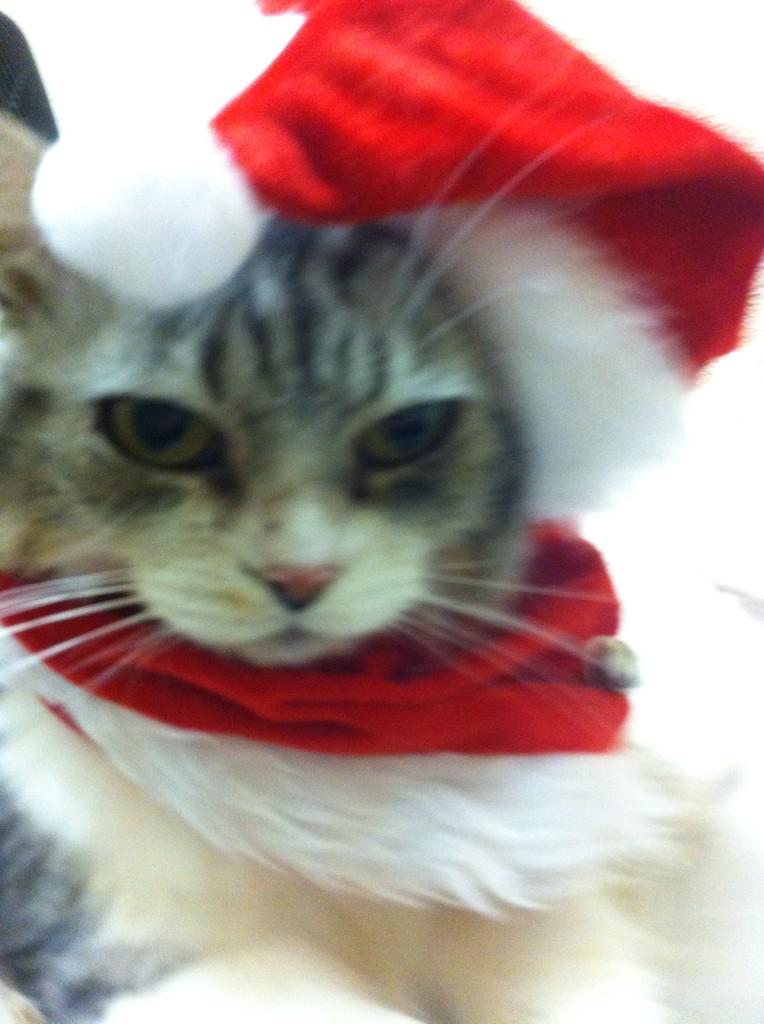 MERRY CHRISTMAS EVERYONE!