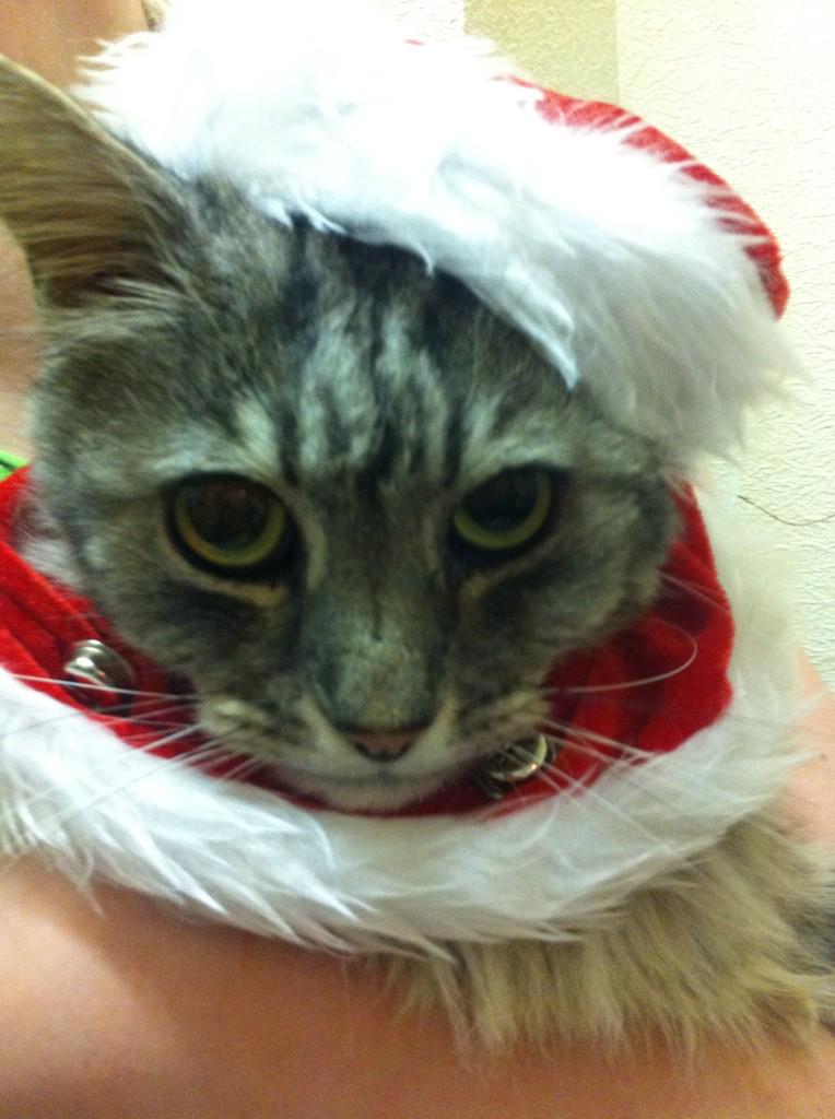 My son feels a little embarrassed in his Xmas attire, Merry Christmas