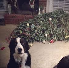BlackDogDeli's tweet photo. Hmmm.. odd the tree fainted..
#BlackDogDeli http://t.co/9xXA3ct1Xp