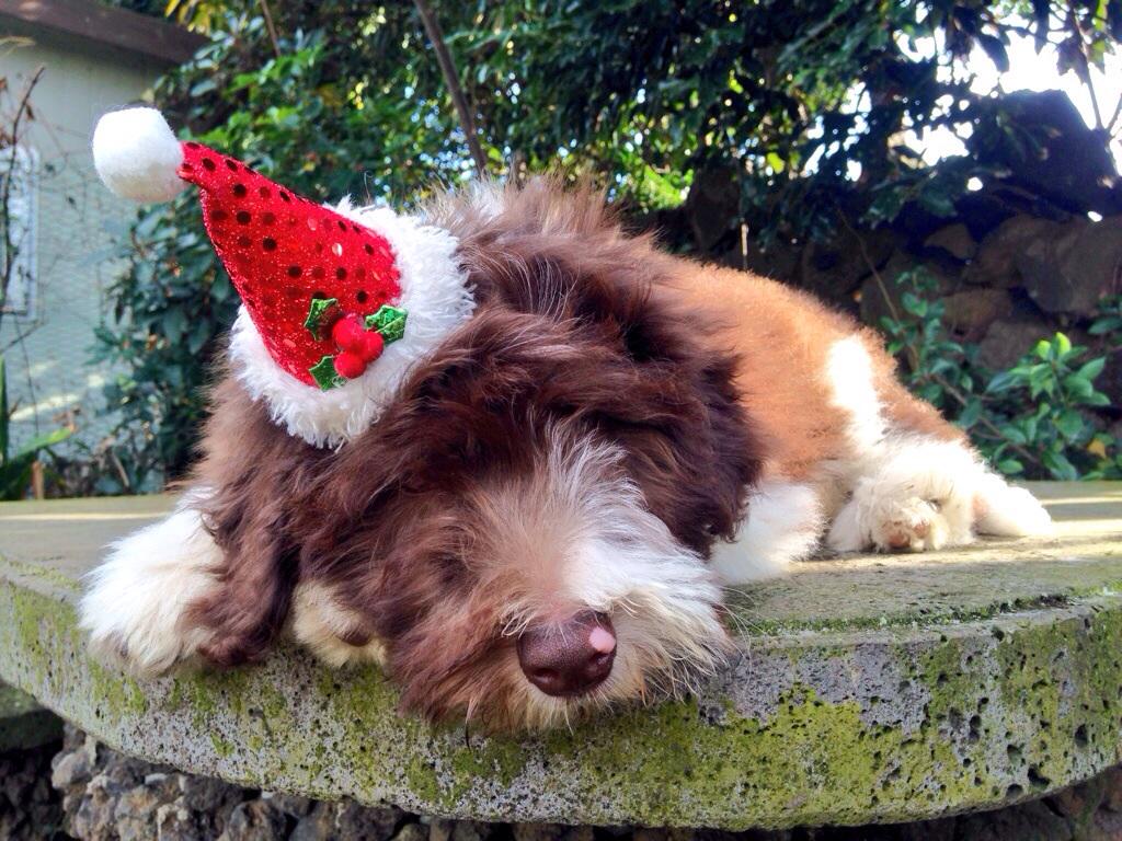 Happy Christmas to all~~~!! ^_____^