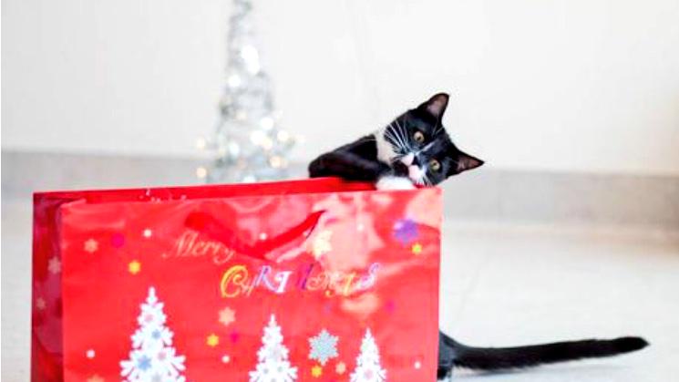 Merry Christmas Eve my amazing furriends #tuxiesrule #CatsOfTwitter #TeamCatMojo #toomanytotag #AdoptdontShop