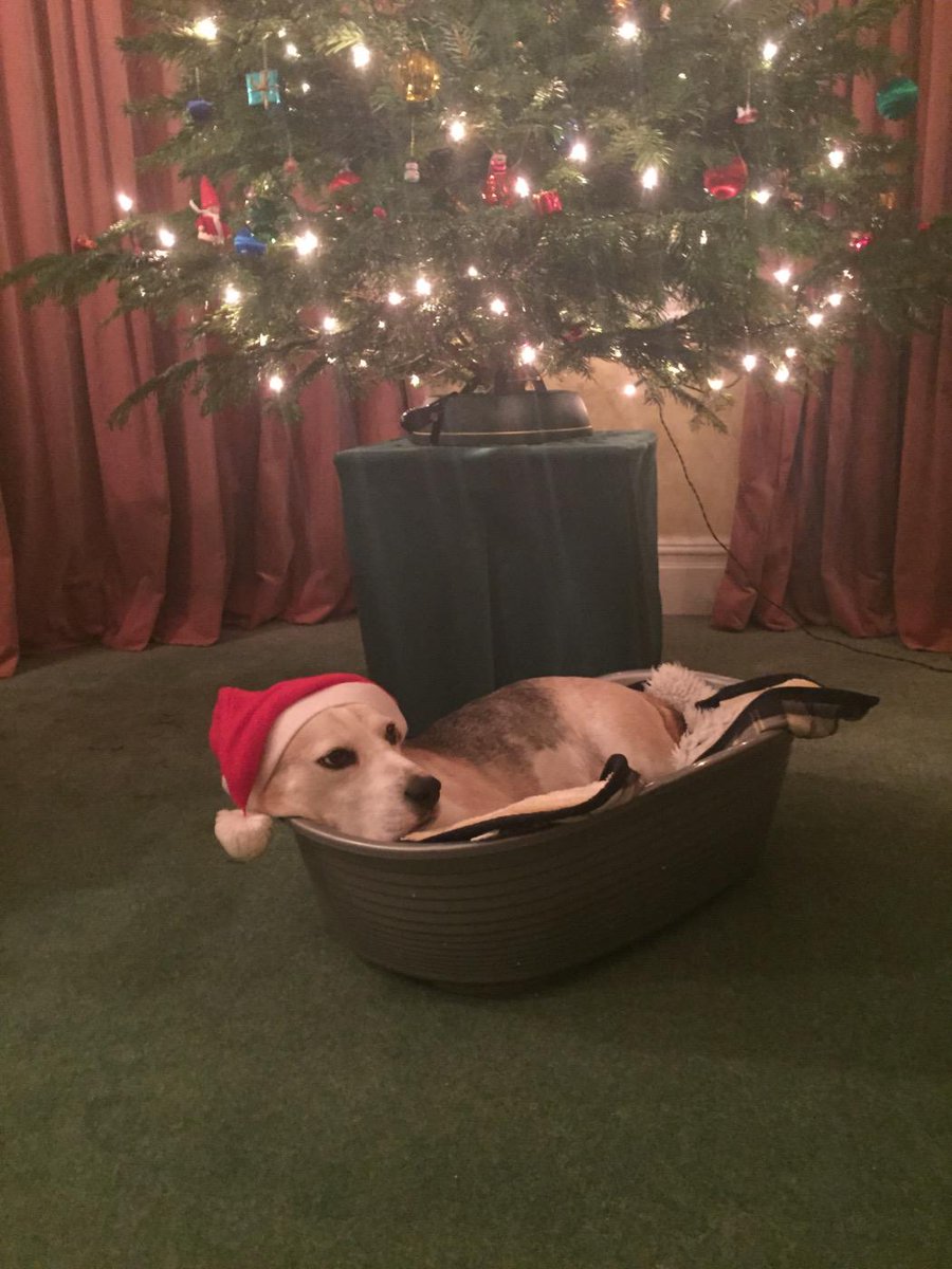 Merry Christmas from Charlie beagle!