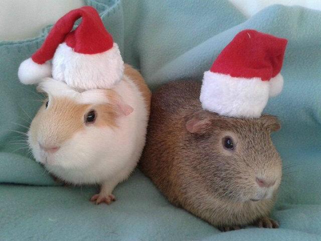 Merry Xmas from all of us at Bristol Disco Hire!! Hope you all have a good one :)