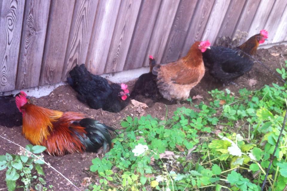 Maximilaan de tweede kan weer een lekker zandbadje nemen met de dames.