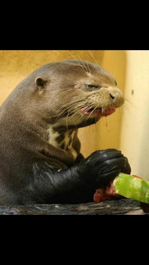 NoelWood's tweet photo. Eating food today 😂😂 @JakeyC3 @shanemunny http://t.co/dO9oX1ldmT