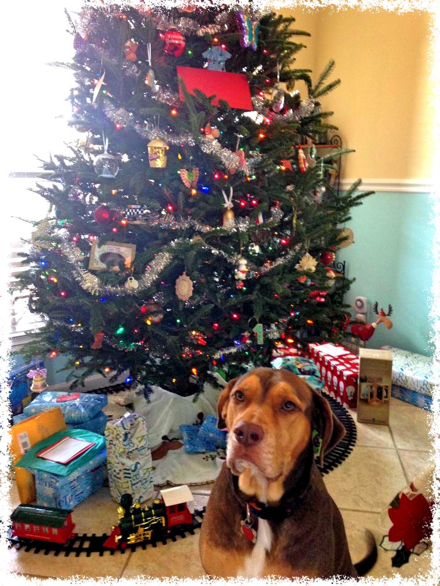 PetsforPatriots's tweet photo. Abandoned, found as stray, Berkley is now the hound of the house thx to @USArmy veteran who adopted him #MerryXmas http://t.co/bTqelo8IXt