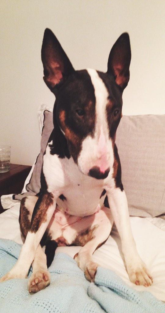 Gerties face when I told her she had to wait to open her prezzies.