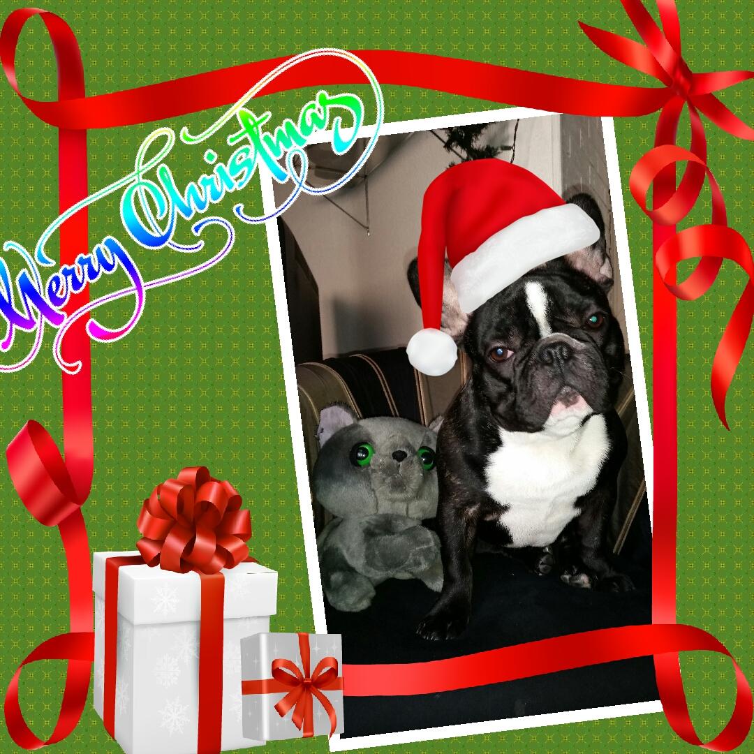 frenchiebilly's tweet image. Merry x-mas everybody !!
