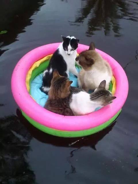 idgafayum's tweet photo. Mangsa banjir paling comel nak mampus "Bulus n Gang"!! #PrayForPantaiTimur #PrayForKelantan #prayforkualakangsar #cat http://t.co/L3DW6bmkj9