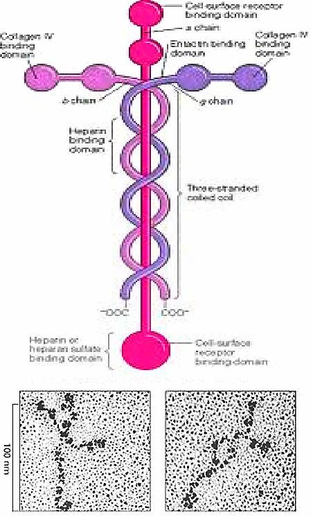 MJRPalm's tweet photo. #Bio150 Laminin: The protein that binds us all together. Merry Christmas to all! http://t.co/5yQ5wLC4wT