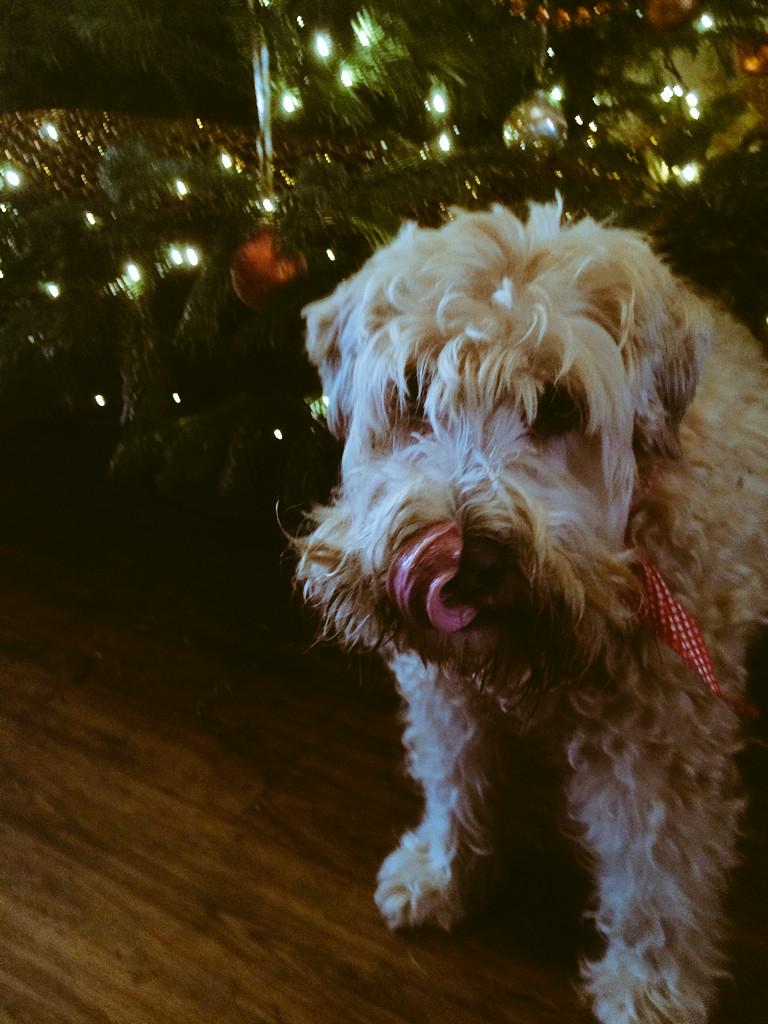 daisys dog empawrium