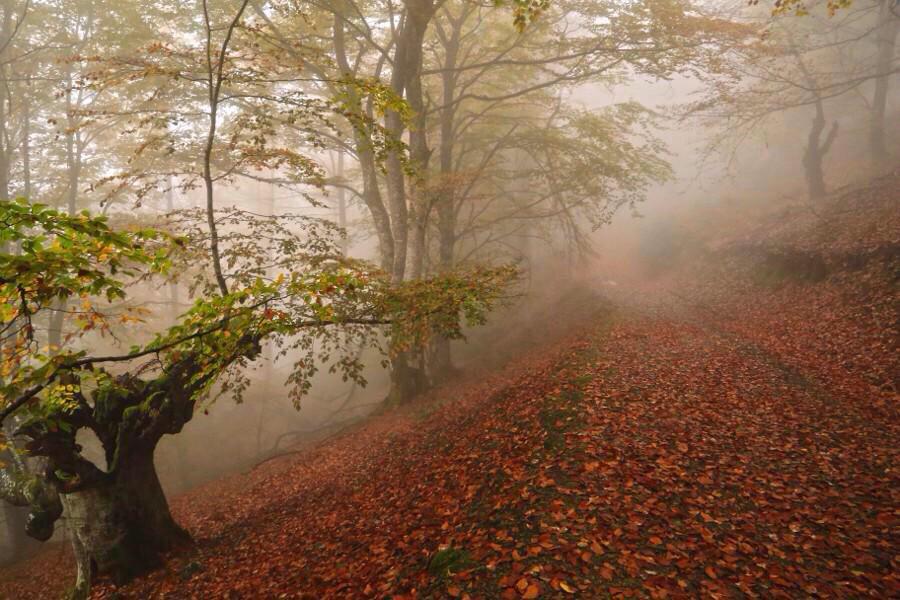 QueenofFidelity's tweet photo. Venturing these woods never gets tiring. 
Ok maybe some... http://t.co/r5pcFcRtnY