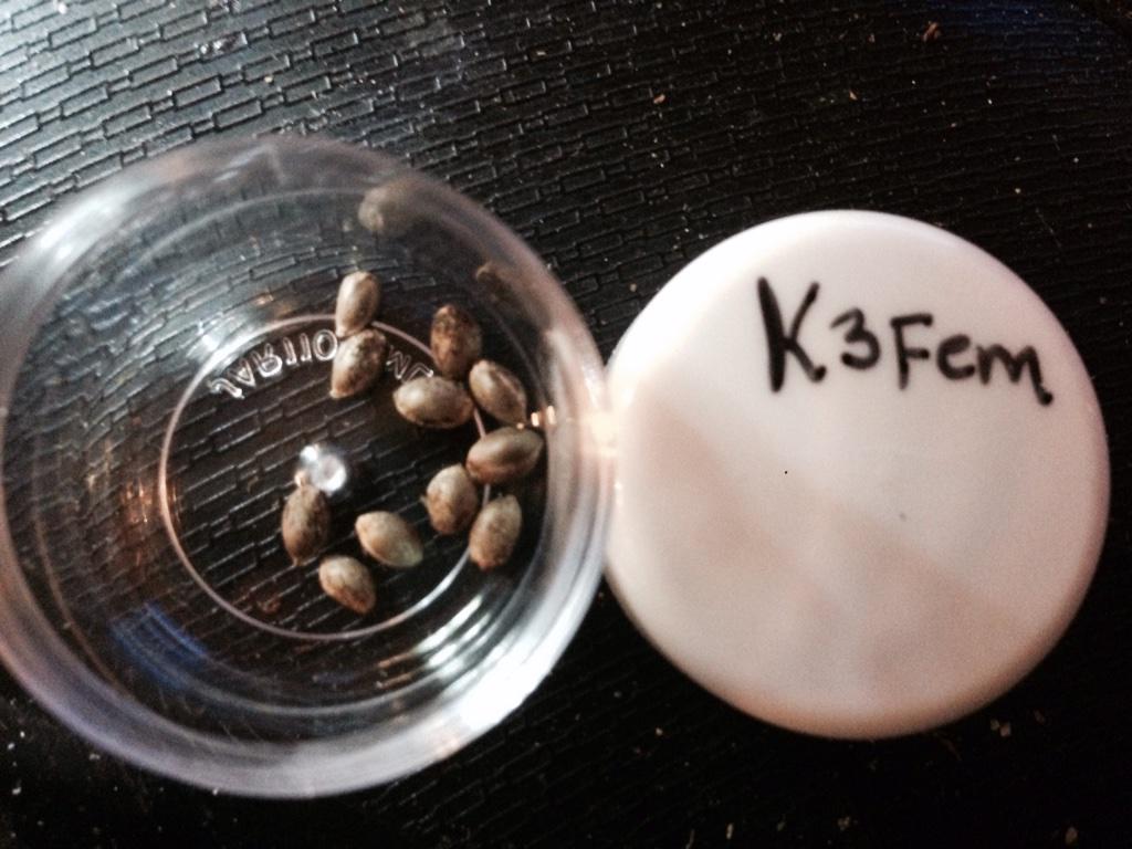 Fresh from the breeding program :) <a href="/LondonCannabis/">London Cannabis Club</a>