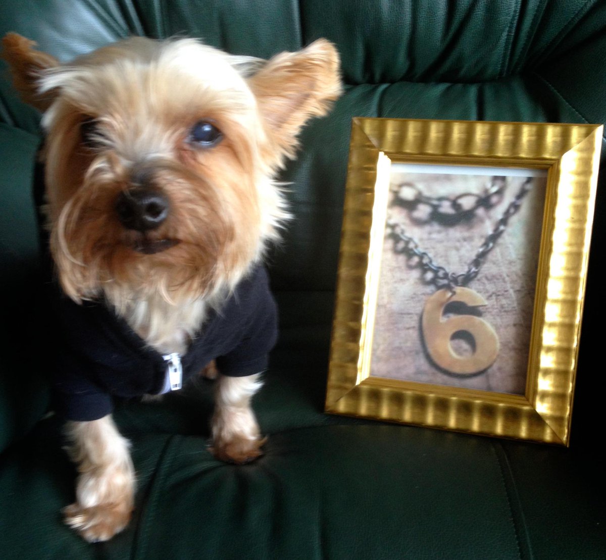 SherryBrody's tweet photo. SIX days left- it's Christmas, what a great reason to consider backing my project http://t.co/auqSbG2p3D http://t.co/ErvU4b195y