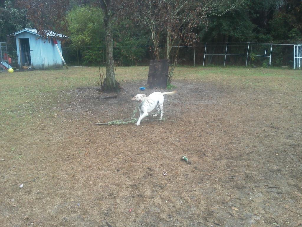 DogproblemsOne's tweet image. Morning at the shelter. #Olafplaying in the weather and found a tree.