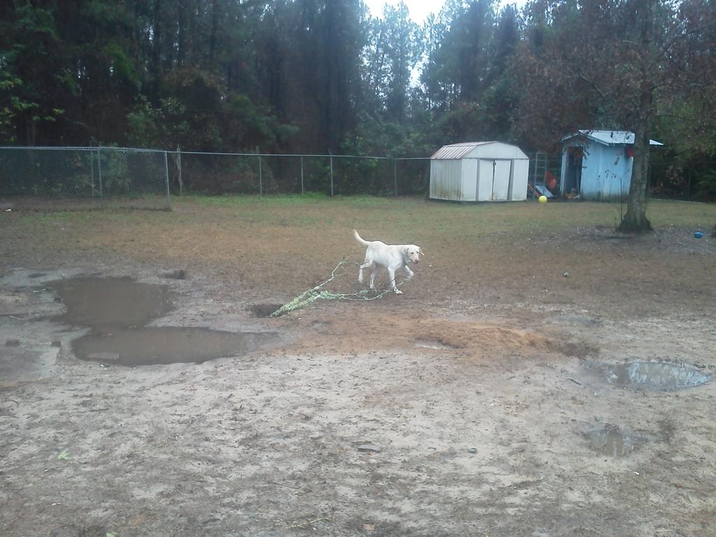 DogproblemsOne's tweet image. Morning at the shelter. #Olafplaying in the weather and found a tree.