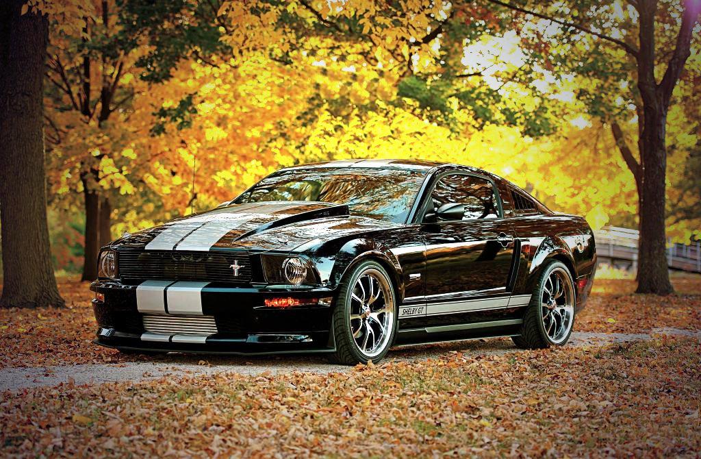 Muscle Cars tweet media