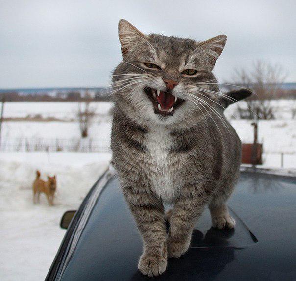Puma Чачелова tweet media