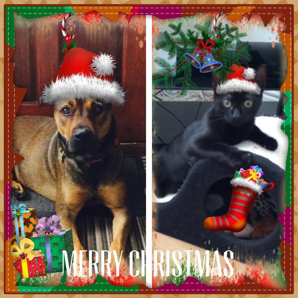 FrankFeisty's tweet photo. Merry Christmas friends !! http://t.co/XazCX6qbEF