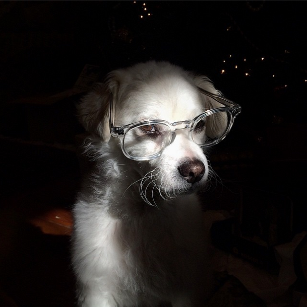 MOSCOT's tweet photo. Eye Spy: Holiday cheer in the form of #MOSCOT and this adorable pup. (Photo: @lukedupont) http://t.co/FoBV3yM0ss