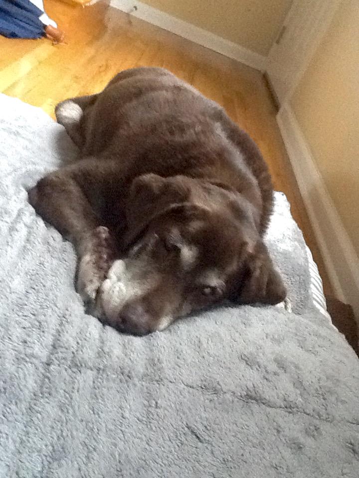 PJNewsman's tweet photo. Moose loves his new Christmas present. @WCYB_PepTalk @mJa_0793 #dogslovexmas
#softdogbed @news5wcyb http://t.co/wk4sD7Z0XA