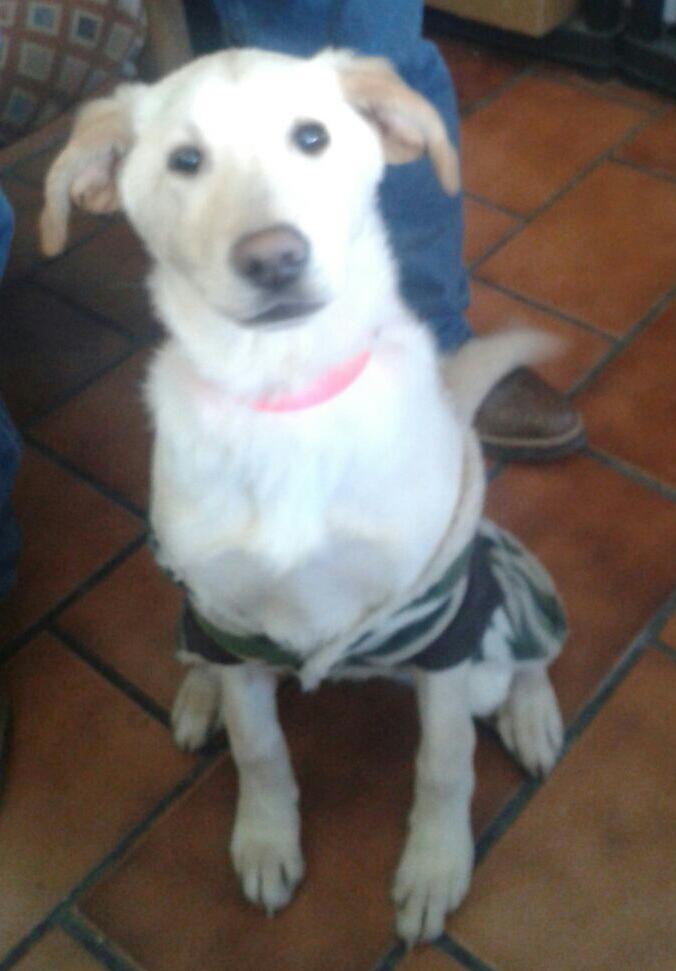 vetL2G's tweet photo. Amigos rescatamos a sta cachorrita labrador d que la soltaran a la calle ahora spera por una nueva familia #Saltillo http://t.co/id26CMAfEN