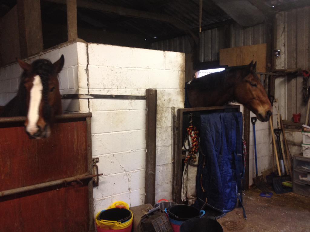 Bobbie__Cook's tweet image. Good day with these beauties, missed being with horses!