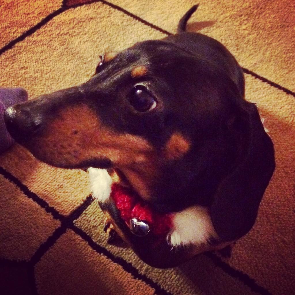 shortlongdog's tweet photo. How long before we open presents? http://t.co/YmSnOGpoMD