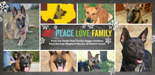 Merry Christmas! Can you share love for our foster German Shepherds in need? Please donate at bit.ly/1CDxJEa