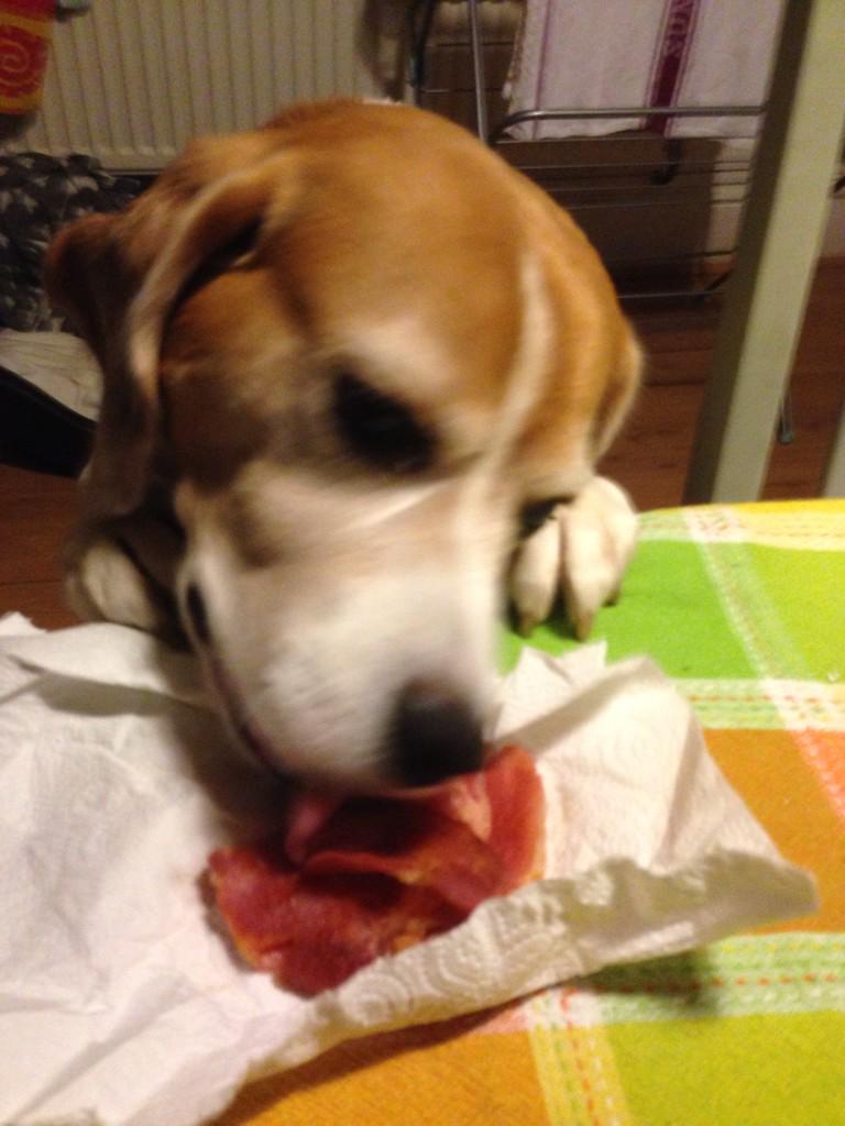 bentleybeagle07's tweet photo. Daddy Danny came for a walk and brought some fresh BACON! Thank you Daddy Malcy! @DannyPayne81 @malcolmpayne77 #bacon http://t.co/EJ8nUTVWHg