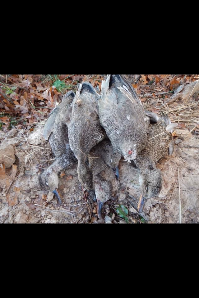 LuperJacob's tweet photo. #mallard #mallards #greenheads #woody #woodduck #ducks #duck #timberhunt #duckseason #duckhunting #waterfowl http://t.co/mOV6brc7F4