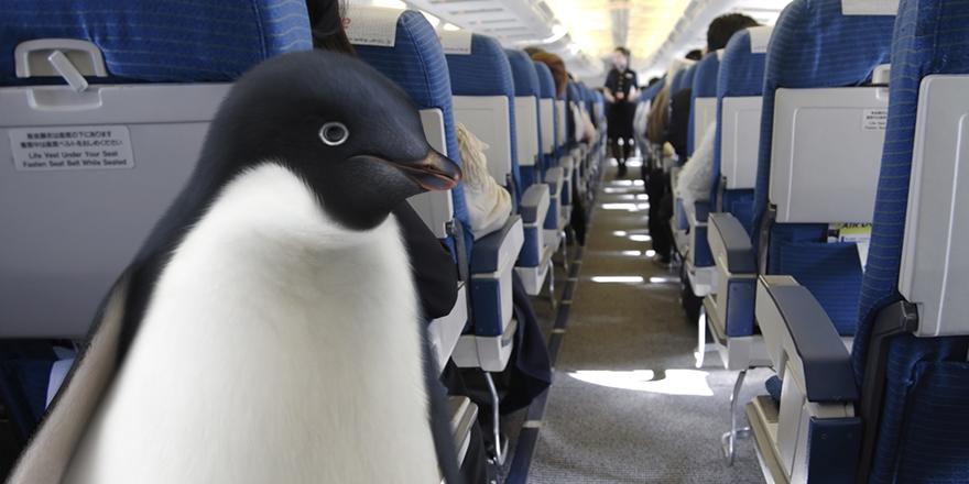 I’m on the plane – there’s no turning back. I don’t want to go now. What can I do? #MontyThePenguin