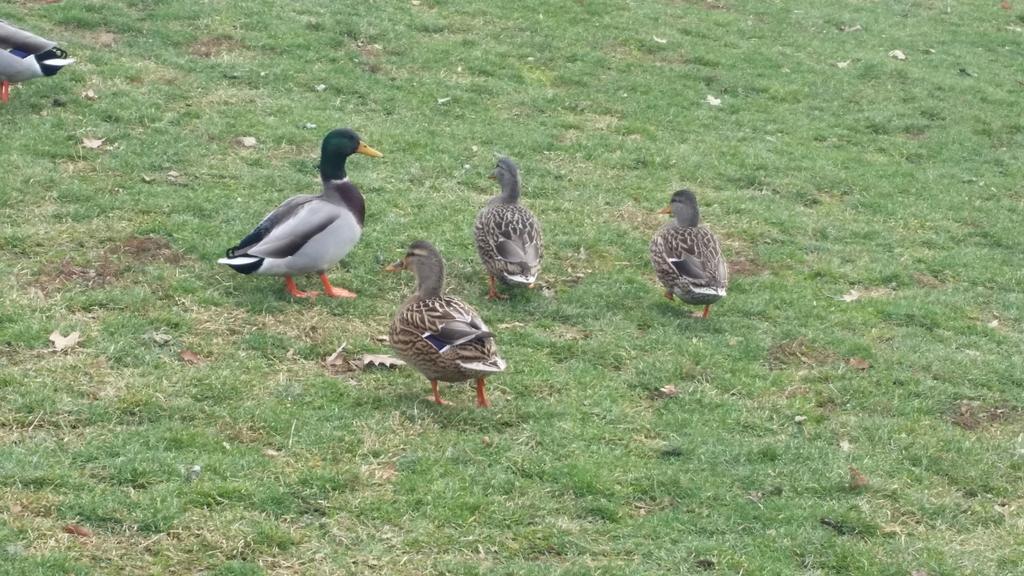 amish_la's tweet photo. Took my ducks on a Walk! :) ❤ http://t.co/uvvjGeoDzB