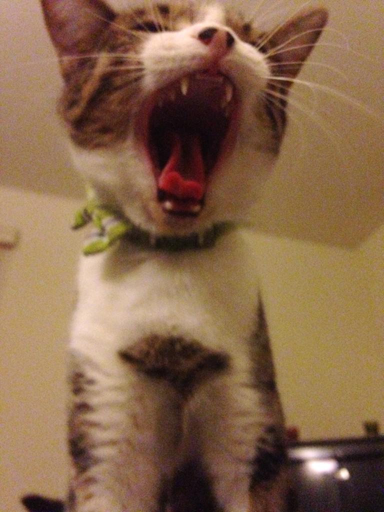 Gay Angelenos tweet media