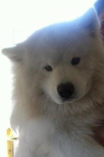 allysonpett's tweet photo. Someone should get me this dog for christmas😏😂 http://t.co/r64WnDmbux