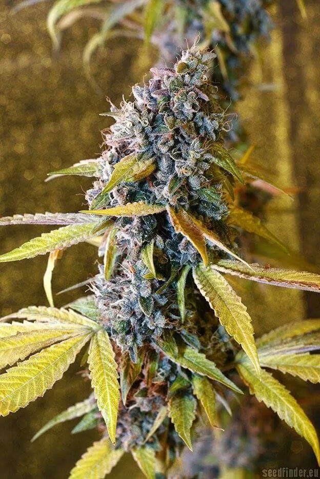JackHerer952's tweet photo. "Holy Grail Kush" Nice Bud!!! @MARYJANEUSA #StonerNation #StayBlazed http://t.co/QXmUqLSDak