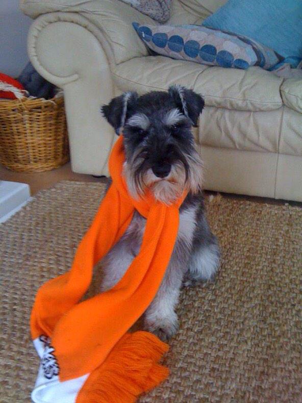 BerlinSeasider's tweet image. Albert the schnauzer says "Oyston resign now" #Textgate