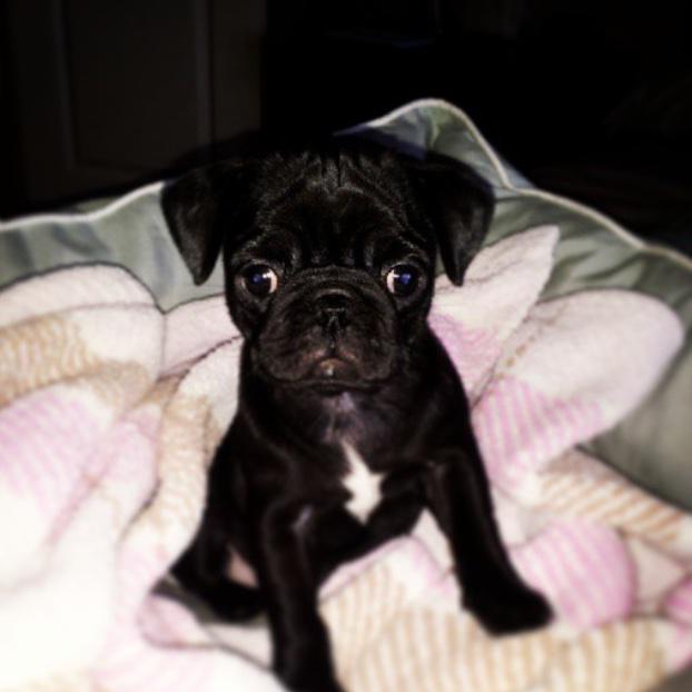 Elliottdavis67's tweet photo. Lily's asleep, so I picked up her Christmas present from my mums 🙊 can't wait to see her face in the morning 🎁 http://t.co/BPkWcQFriY