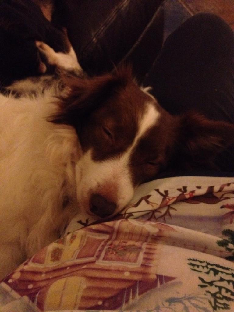 Thank you 2 everyone who supported our Flag Day today. Sally is tired after her work day 2 help raise funds for LAW.