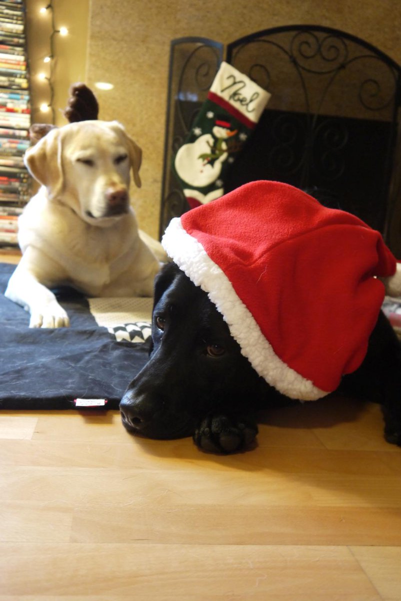calgirl13's tweet photo. Merry Christmas Eve!  Photo credit to @fromjosephine #dogmas2014 http://t.co/Bj8yHwPaxO