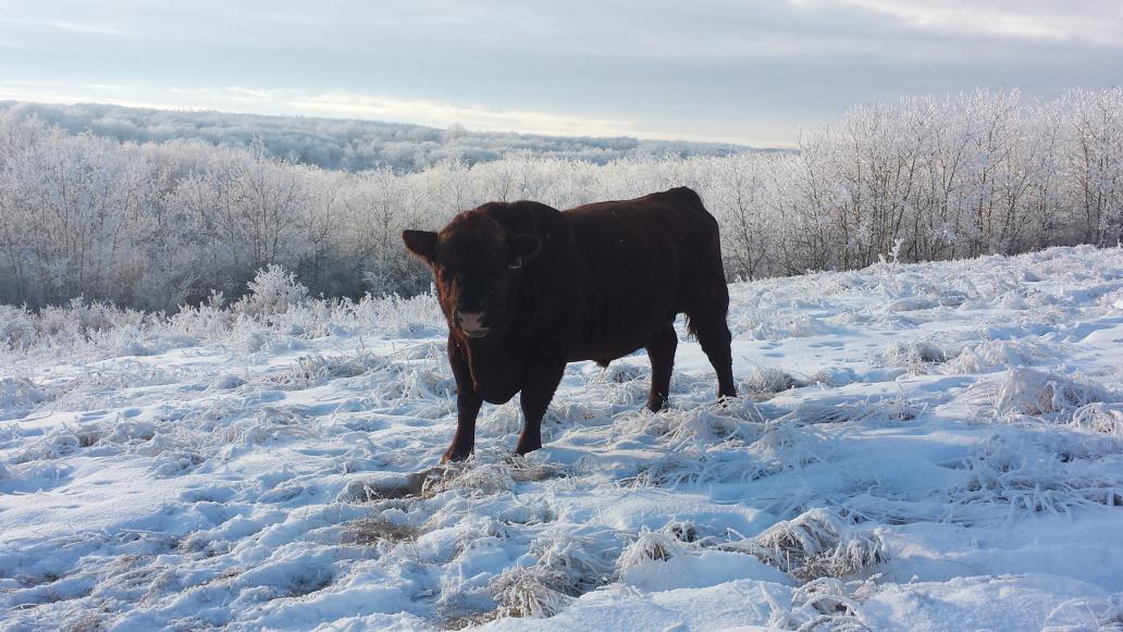 GeorgeJeremyFlo's tweet photo. The lost has been found!! Missing Angus bull 2 miles closer to loading fascilities. Pretty good xmas present. http://t.co/3CtXtqmRSm