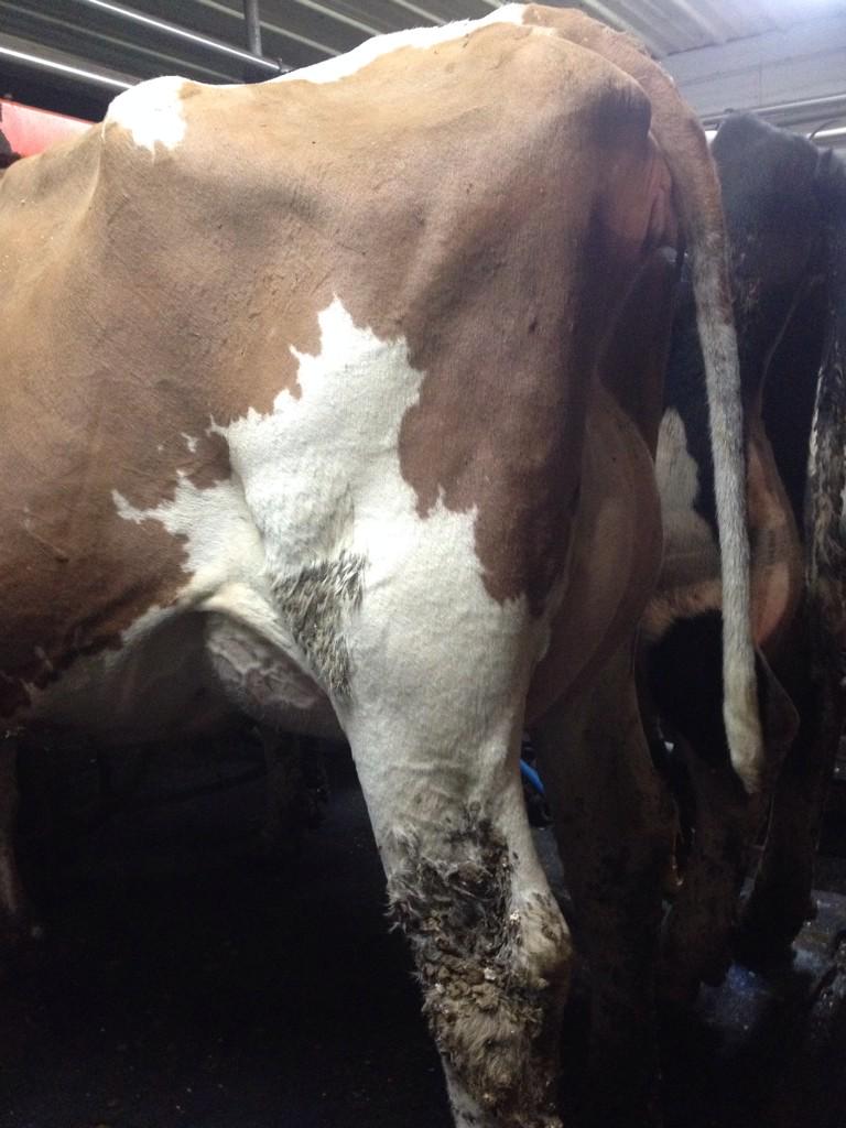 Mactalla Secure Red Rose, taken at 21 days fresh. No complaints on that udder!
#SecureRed #udderpics