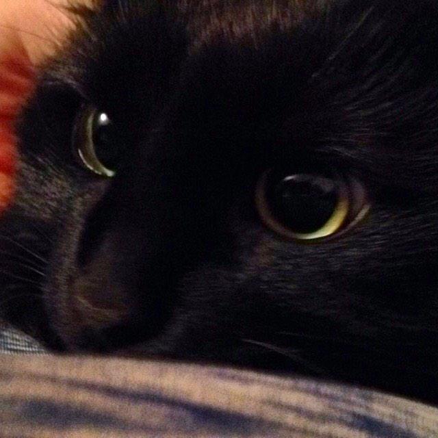 SarahFeyR's tweet image. I posted this with a caption about cuddling. She's actually staring at my sister's wolf dog. #onalert