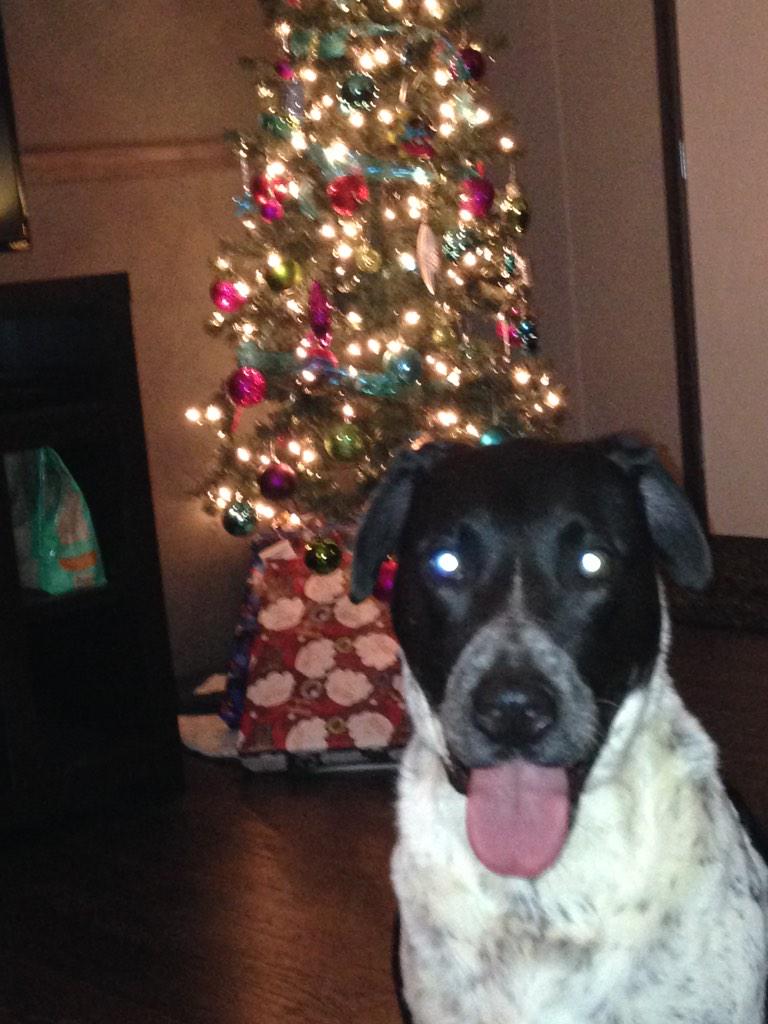 DukeOfSnuggles's tweet image. OH MY GOD!! SANTA IS COMING TONIGHT AND I HAVE BEEN A GOOD BOY!